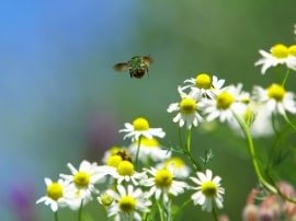 植物のフリー素材